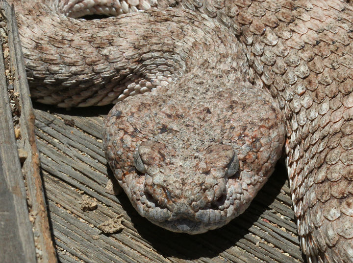 Speckled Rattlesnake.